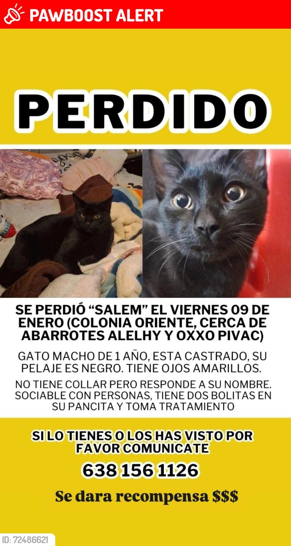 Lost Male Cat last seen Calle Melchor Ocampo y Guillermo Munro, Puerto Peñasco, Son. 
