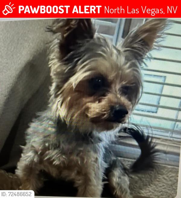 Lost Male Dog last seen Evans and Holmes St. North Las Vegas, North Las Vegas, NV 89030