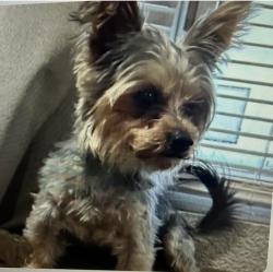 Lost Male Dog last seen Evans and Holmes St. North Las Vegas, North Las Vegas, NV 89030