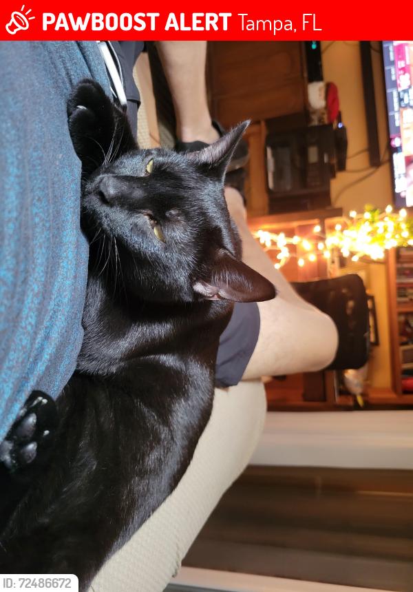 Lost Female Cat last seen N. Trask St. W. Kennedy Blvd. N. Westshore Blvd., Tampa, FL 33609
