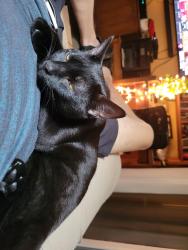 Lost Female Cat last seen N. Trask St. W. Kennedy Blvd. N. Westshore Blvd., Tampa, FL 33609