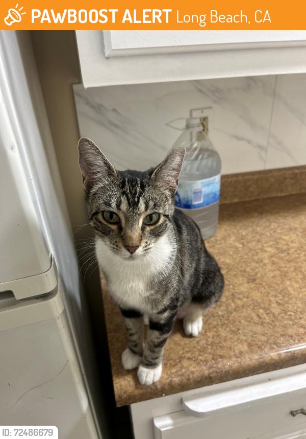 Found/Stray Female Cat last seen Liquor Store at Market & Locust, Long Beach, CA 90805