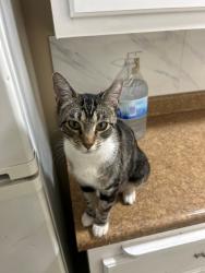 Found/Stray Female Cat last seen Liquor Store at Market & Locust, Long Beach, CA 90805