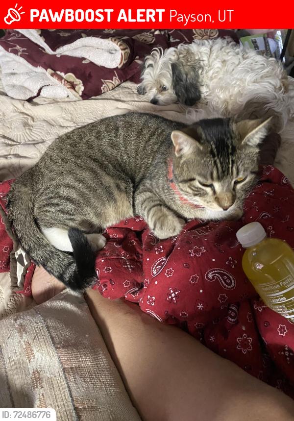 Lost Male Cat last seen Near N 600 W Payson , Payson, UT 84651