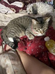 Lost Male Cat last seen Near N 600 W Payson , Payson, UT 84651