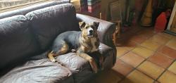 Lost Male Dog last seen Edith Blvd N.E  & El Pueblo N.E , Albuquerque, NM 87113