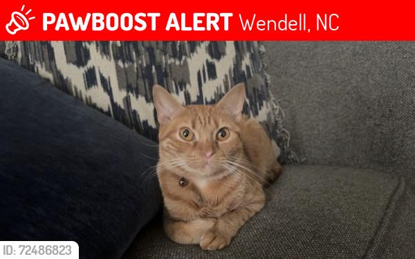 Lost Female Cat last seen Near Lee st, Wendell, NC 27591
