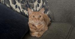 Lost Female Cat last seen Near Lee st, Wendell, NC 27591