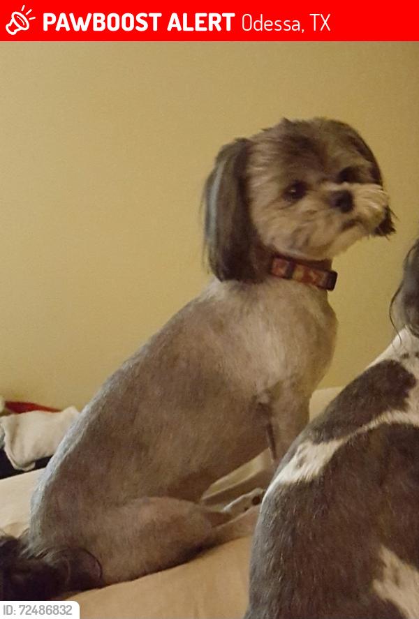 Lost Male Dog last seen Parker st and w Crescent Dr. By Dowling school, Odessa, TX 79761