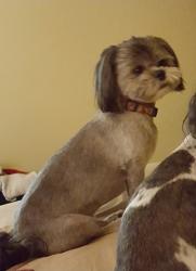 Lost Male Dog last seen Parker st and w Crescent Dr. By Dowling school, Odessa, TX 79761