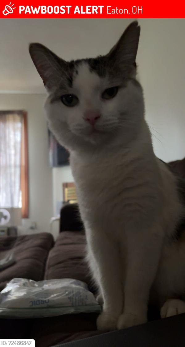 Lost Male Cat last seen Lake lakengren by the side gate , Eaton, OH 45320