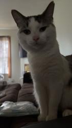 Lost Male Cat last seen Lake lakengren by the side gate , Eaton, OH 45320