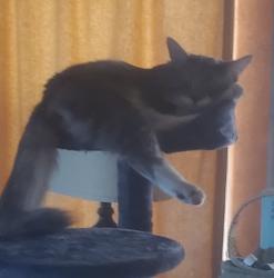 Lost Male Cat last seen Ventana Ranch @ Irving and Universe, Albuquerque, NM 87114