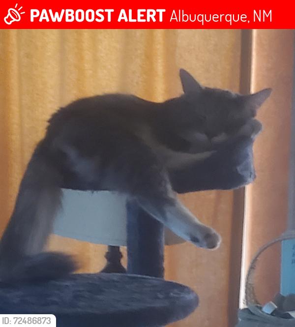 Lost Male Cat last seen Ventana Ranch @ Irving and Universe, Albuquerque, NM 87114