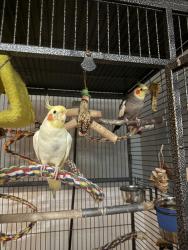 Lost Male Bird last seen Prospect & Walnut, Orange, CA 92869