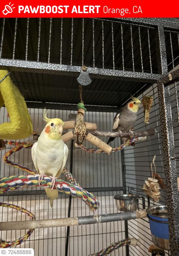 Lost Male Bird last seen Prospect & Walnut, Orange, CA 92869