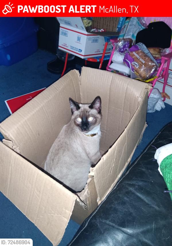Lost Male Cat last seen Near 26 1/2 st. McAllen Texas , McAllen, TX 78503