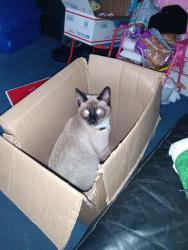 Lost Male Cat last seen Near 26 1/2 st. McAllen Texas , McAllen, TX 78503