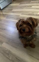 Lost Male Dog last seen Boone & west farms, The Bronx, NY 10460