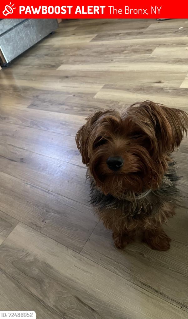 Lost Male Dog last seen Boone & west farms, The Bronx, NY 10460