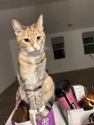 Reunited Female Cat last seen Near Esplanade Chico CA 95926, Chico, CA 95926