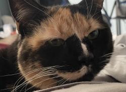 Lost Female Cat last seen 1565–1599 Irish Hill Rd Felton, DE  19943 United States, Felton, DE 19943