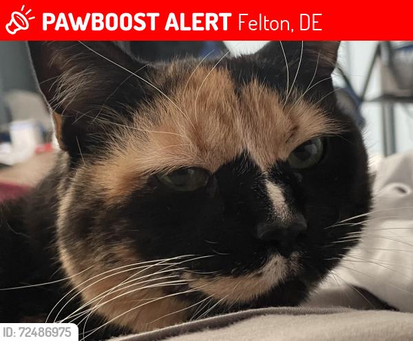 Lost Female Cat last seen 1565–1599 Irish Hill Rd Felton, DE  19943 United States, Felton, DE 19943