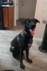 Lost Male Dog last seen Thomas Rd and 27th ave, Phoenix, AZ 85009