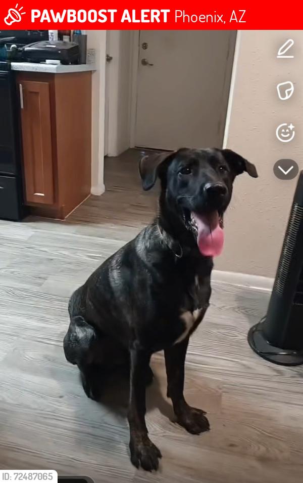 Lost Male Dog last seen Thomas Rd and 27th ave, Phoenix, AZ 85009