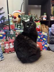 Lost Male Cat last seen S Mebane st and Huntington , Burlington, NC 27215
