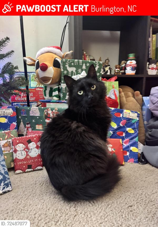 Lost Male Cat last seen S Mebane st and Huntington , Burlington, NC 27215