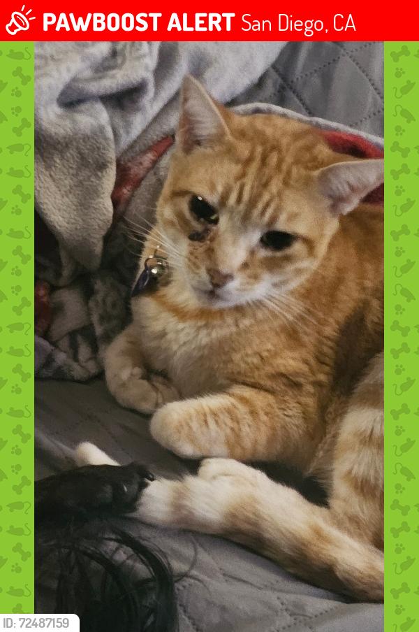 Lost Male Cat last seen Bay Terrace Pines cndmniums, San Diego, CA 92139