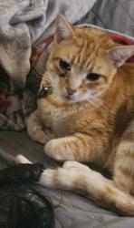 Lost Male Cat last seen Bay Terrace Pines cndmniums, San Diego, CA 92139