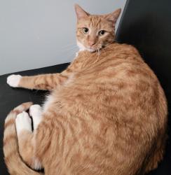 Lost Male Cat last seen Near Deer Run drive, Honey Brook, PA 19344