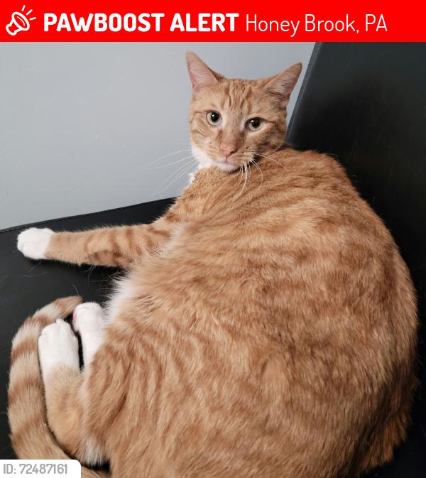 Lost Male Cat last seen Near Deer Run drive, Honey Brook, PA 19344
