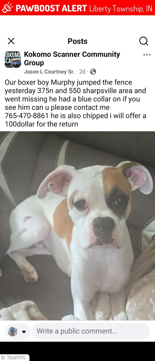 Lost Male Dog last seen Near N 550 W, Liberty Township, IN 46068