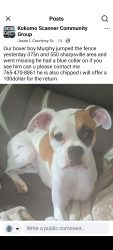 Lost Male Dog last seen Near N 550 W, Liberty Township, IN 46068