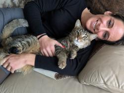 Lost Female Cat last seen ord rd & 96, Milford, MI 48381