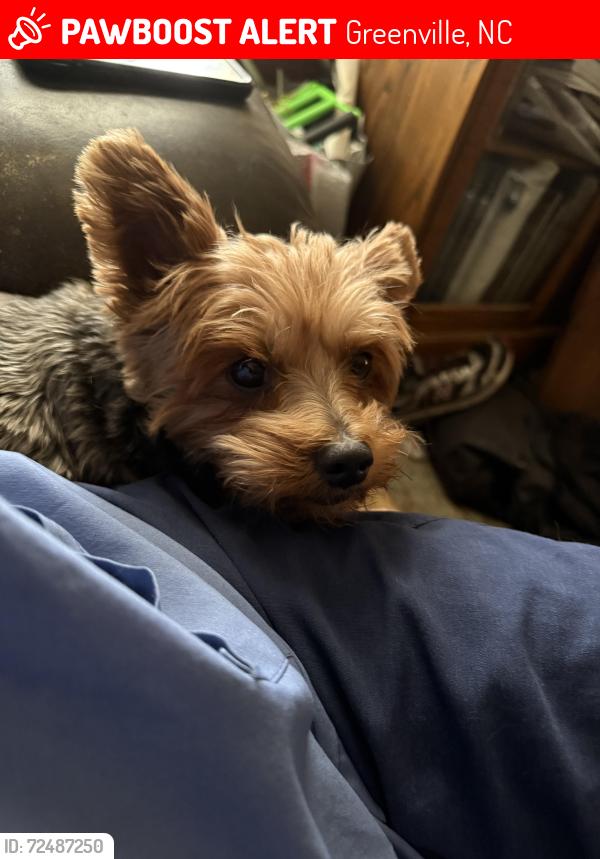 Lost Male Dog last seen Between  Hooker Rd and Memorial Dr. , Greenville, NC 27834