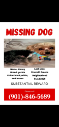 Lost Male Dog last seen Cordova , Memphis, TN 38016