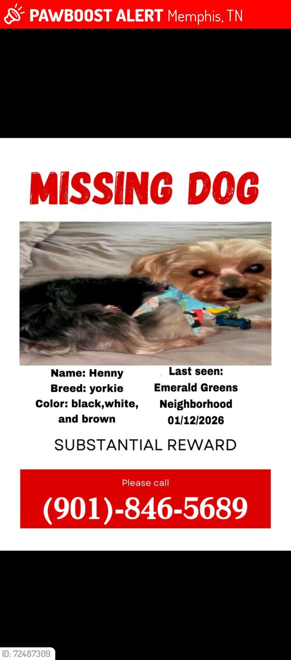 Lost Male Dog last seen Cordova , Memphis, TN 38016