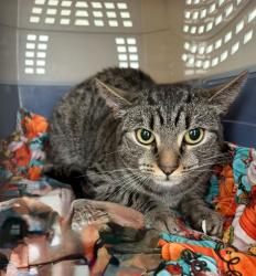 Lost Female Cat last seen Donald Street, Highland Park, Highland Park, NJ 08904