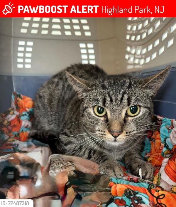 Lost Female Cat last seen Donald Street, Highland Park, Highland Park, NJ 08904