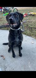 Lost Female Dog last seen At the corner of Hyline Rd and Evergreen , Malheur County, OR 97914