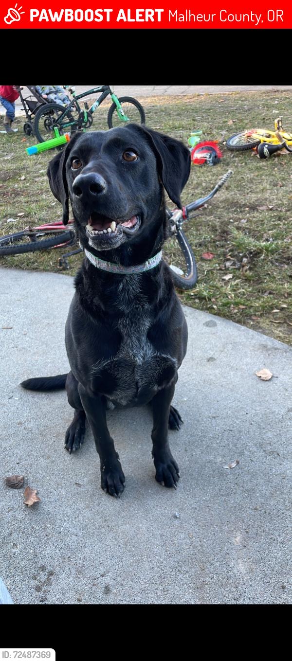 Lost Female Dog last seen At the corner of Hyline Rd and Evergreen , Malheur County, OR 97914