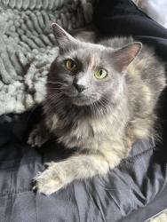 Lost Female Cat last seen Quick trip, Arlington, TX 76017
