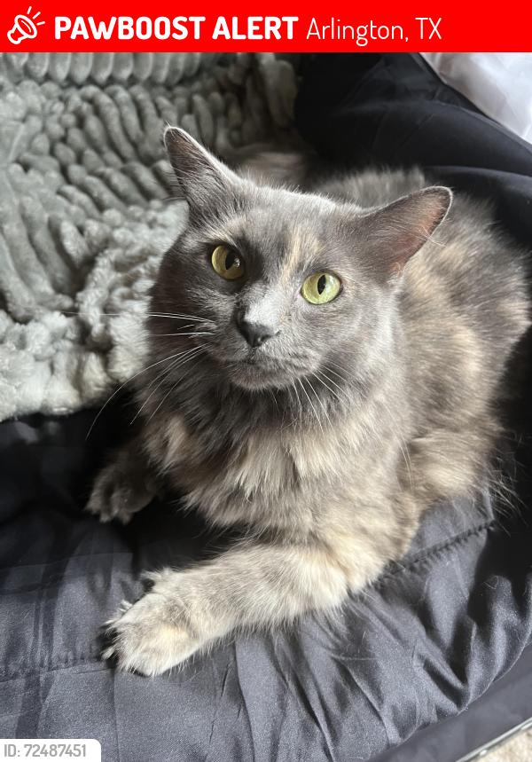 Lost Female Cat last seen Quick trip, Arlington, TX 76017