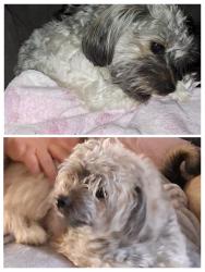 Lost Female Dog last seen Little Valley Trail /South Greeley Hwy Service Road, Cheyenne, WY 82007