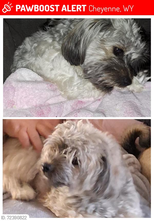 Lost Female Dog last seen Little Valley Trail /South Greeley Hwy Service Road, Cheyenne, WY 82007