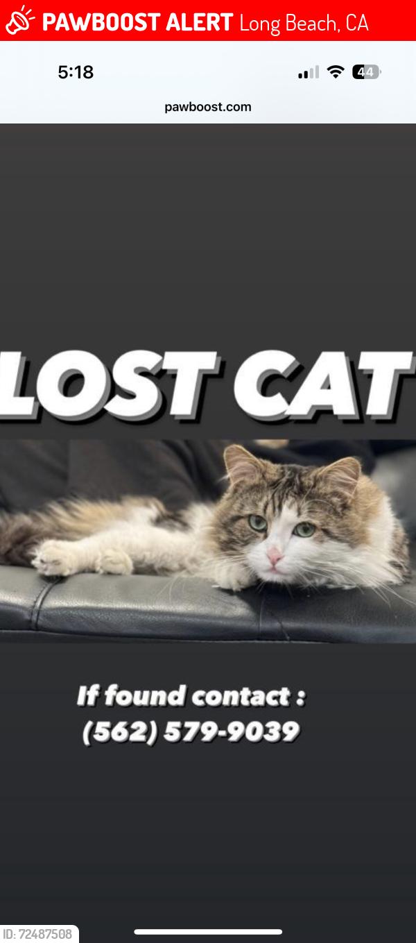 Lost Male Cat last seen Artesia blvd and Orizaba Ave , Long Beach, CA 90805